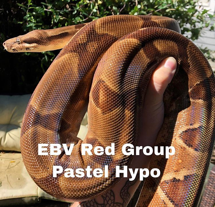 Hypo Colombian Red Tail Boas (Boa constrictor imperator)