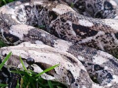 Aztec Mutation in Boas - Capital Geckos