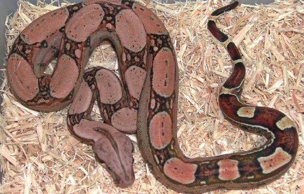 How big do red tail boas get? Find this out and more at