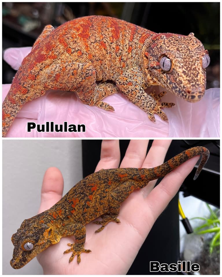 Aztec Mutation in Boas - Capital Geckos