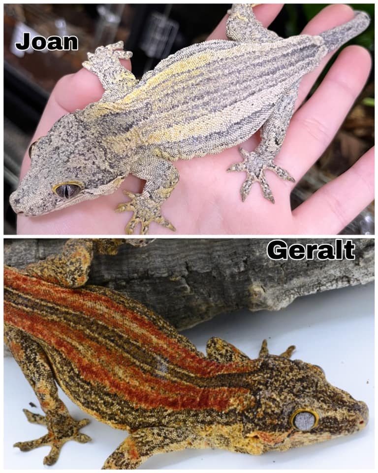 Aztec Mutation in Boas - Capital Geckos